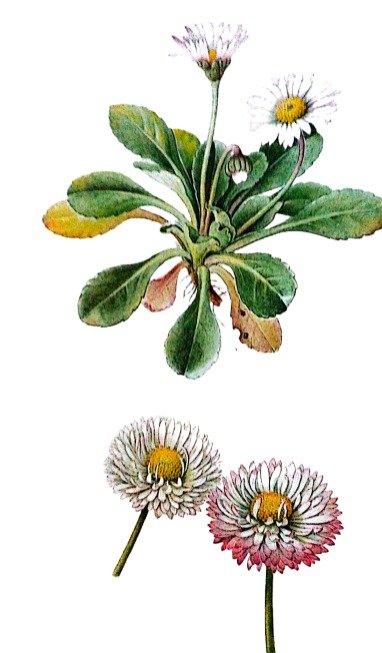 Pâquerette des prés